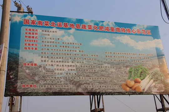 云夢萬畝馬鈴薯基地 （16）