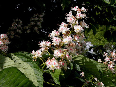 馬栗（Aesculus Hippocastanum）