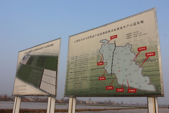 大余萬畝馬鈴薯基地 （17）