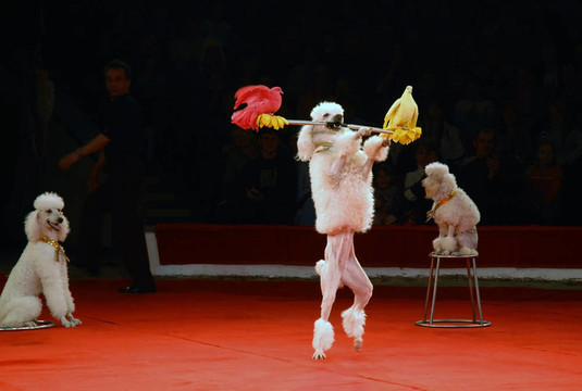 在馬戲團(tuán)