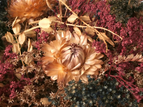 干燥的秋花