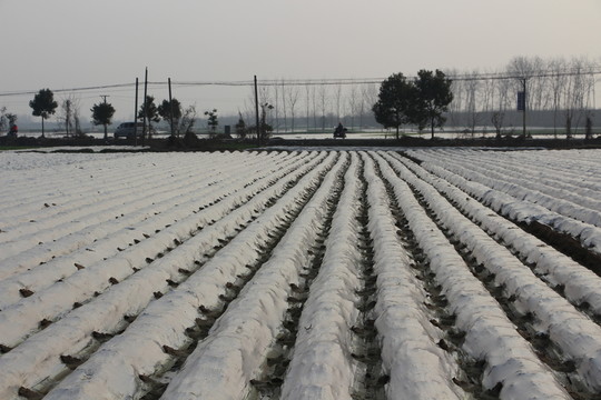 云夢(mèng)萬(wàn)畝馬鈴薯基地 （9）