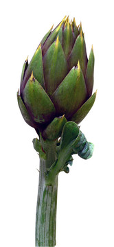 artichoke01