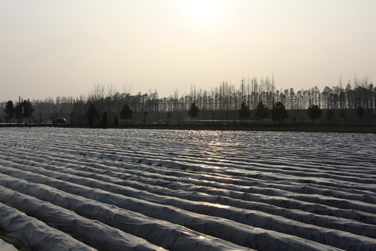 云夢萬畝馬鈴薯基地 （10）