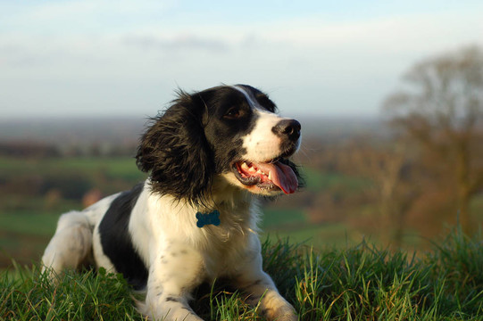 英國史賓格犬