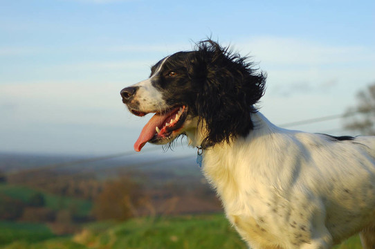 英國史賓格犬