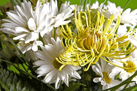 一束花