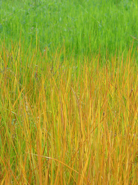 七彩草梯度摘要