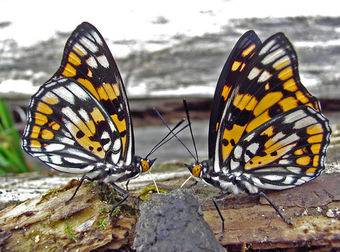 （帥蛺蝶屬蝴蝶dicroa princeps）