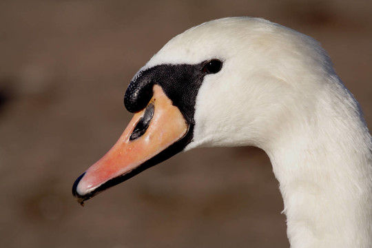Mute Swan（Cygnus olor）