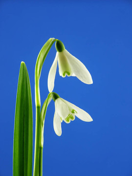 雪花蓮