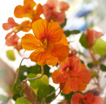 金蓮花