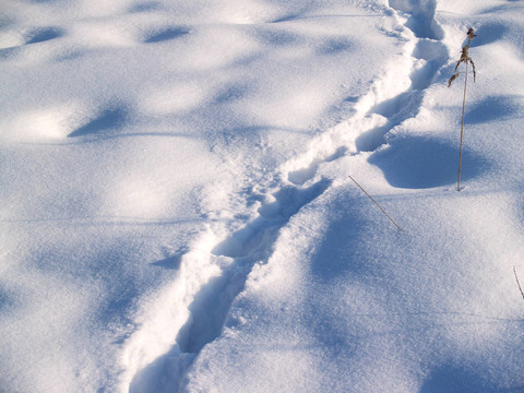 雪上的痕跡
