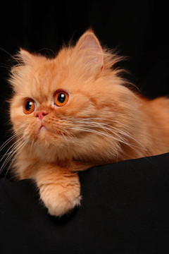 狡猾的貓