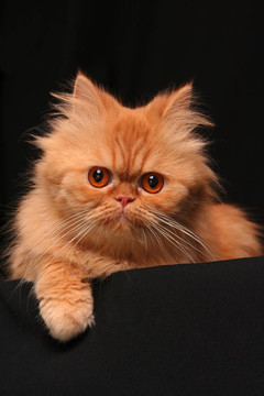 狡猾的貓