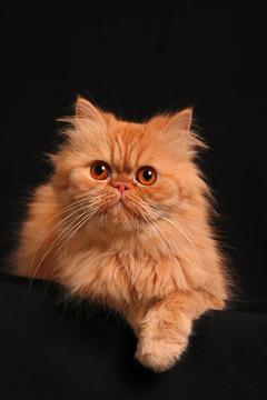 狡猾的貓
