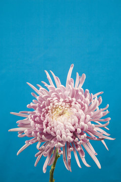 蜘蛛菊