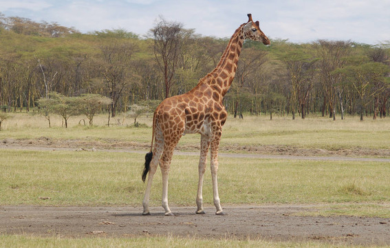 Nakuru Giraffe - 4