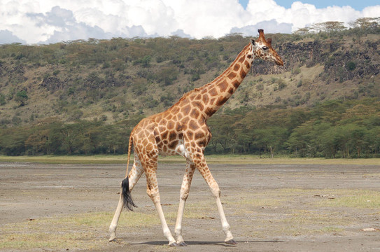 Nakuru Giraffe - 3
