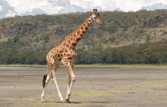 Nakuru Giraffe - 2