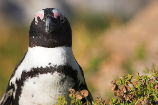 Jackass Penguin 21