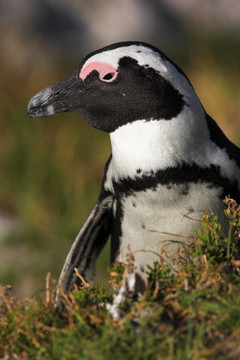 Jackass Penguin 22