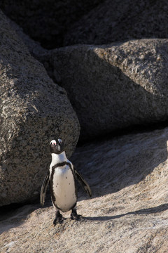 Jackass Penguin 31