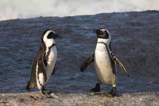 Jackass Penguin 36