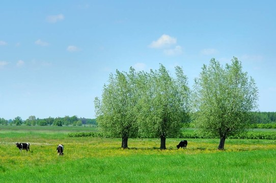 夏天的風(fēng)景