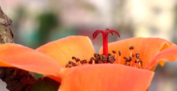 紅絲棉花花