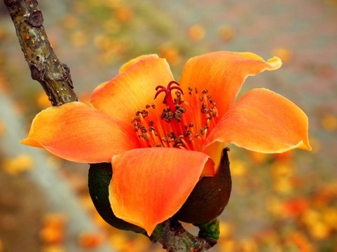 紅絲棉花花
