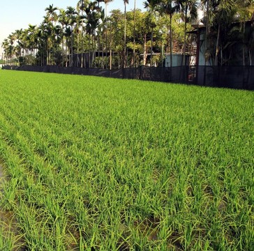 熱帶農(nóng)場
