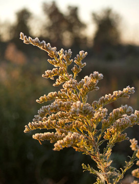 Frost對(duì)一枝黃花
