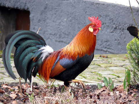 Rooster來(lái)了