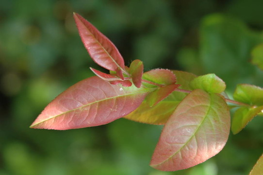 蘋(píng)果樹(shù)的葉子