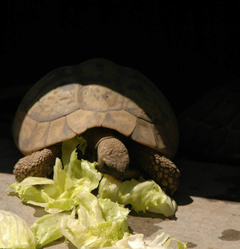 烏龜和食物