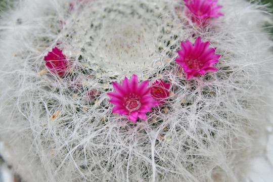 仙人掌開花