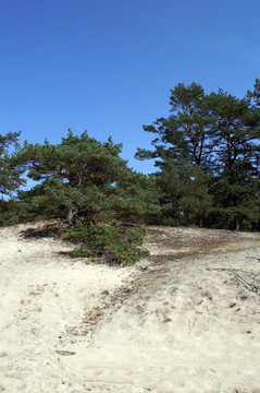 藍(lán)色的沙丘