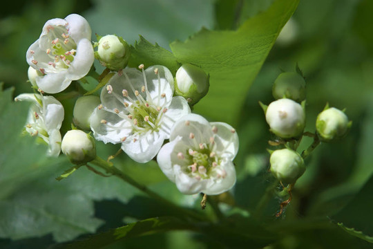 野生蘋果樹枝春季開花
