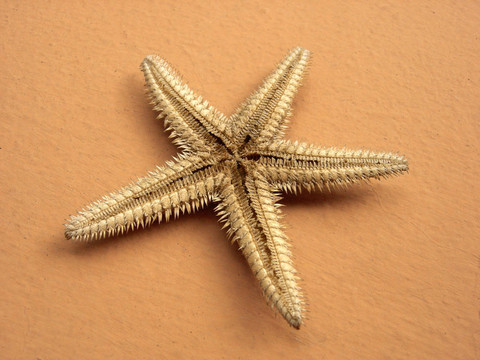 海星