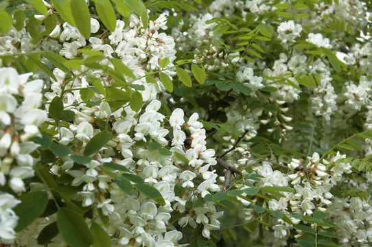 阿拉伯樹(shù)膠