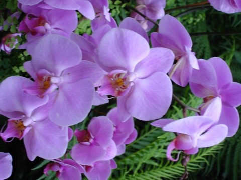 蘭花