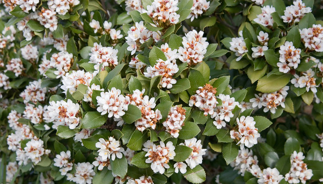開花灌木