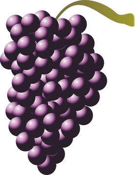 藍(lán)葡萄