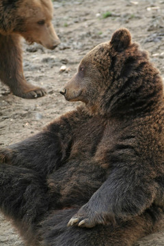 白日夢的棕熊（Ursus arctos）