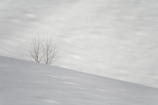 孤獨的雪