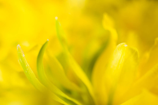 水仙花的宏