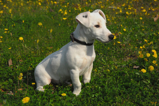 jack russel寶貝