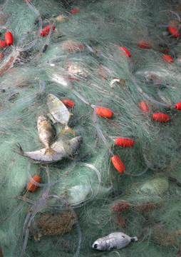 網(wǎng)中的魚(yú)
