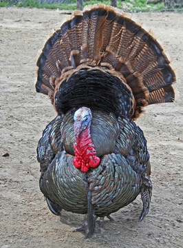 土耳其在谷倉(cāng)